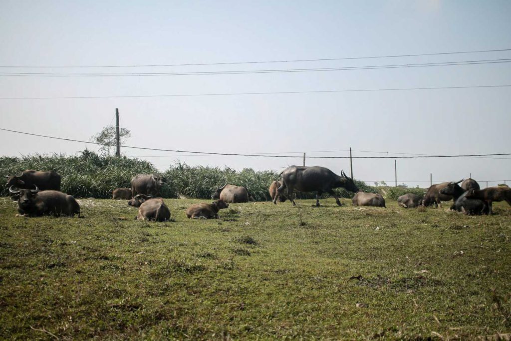 bufalos-vietname