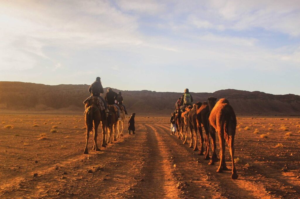 Camelos a caminhar no Deserto de Zagora em Marrocos