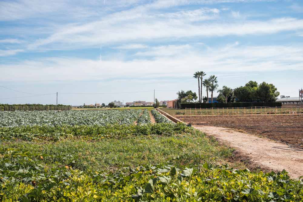 Campos agrícolas na Alboraia de Valência