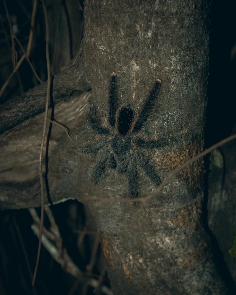 Aranha peluda em cima de vegetação na Amazónia da Colômbia
