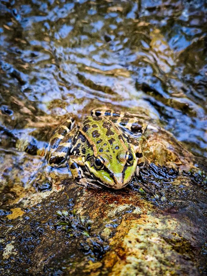 Sapo na água da Cascata do Pincho no Minho