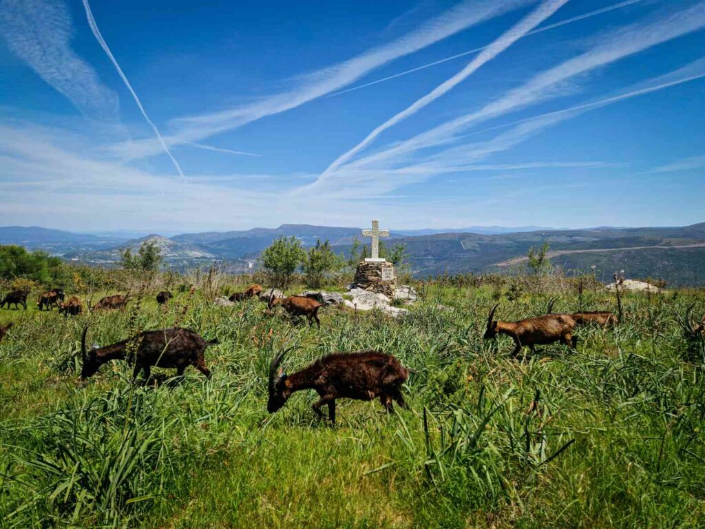 Animais no pasto na Serra de Arga