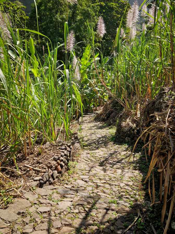 Caminho estreito em pedra entre campos de cana de açúcar em flor cor lilás