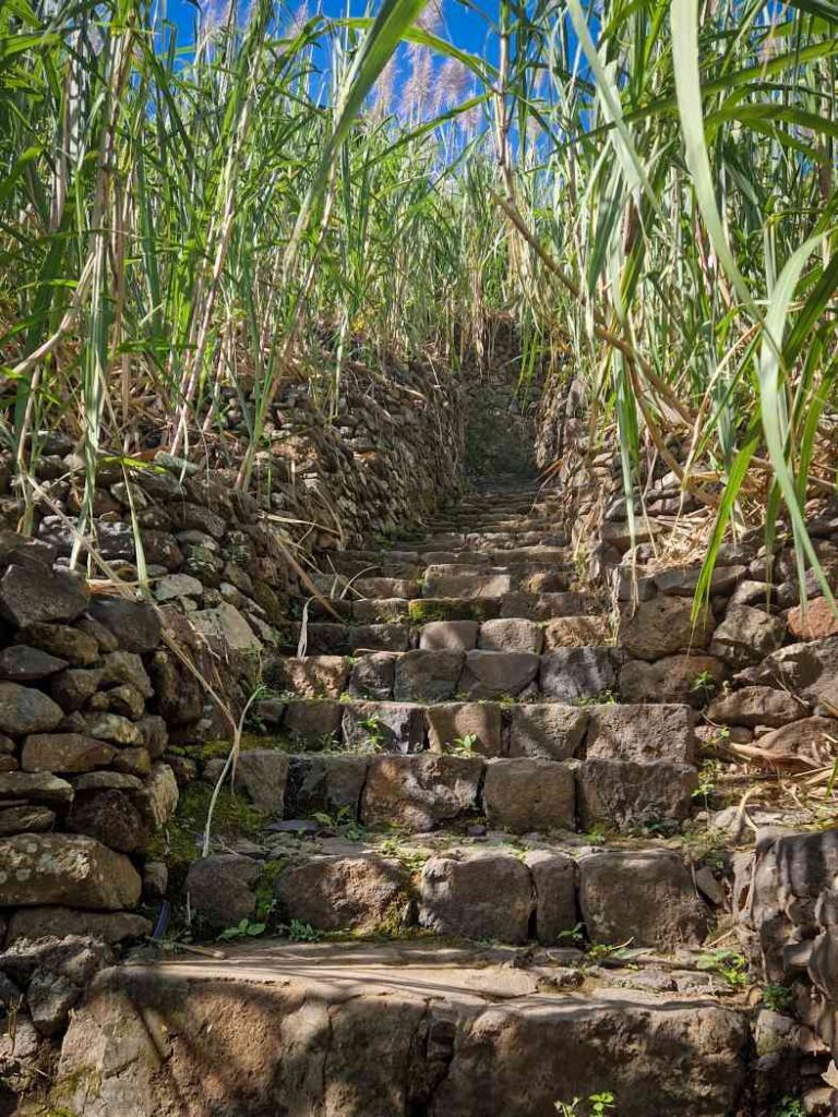 Escadas em pedra entre campos verdes de cana de açúcar em flor