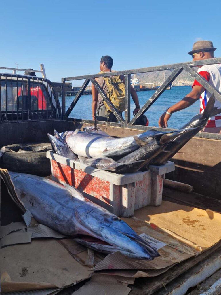 Peixes grandes em cima da parte traseira de um carro com pneus e cartão