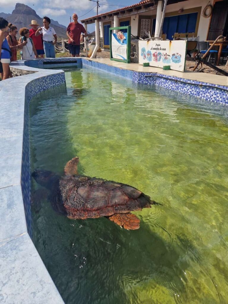 Tartaruga em piscina do Projeto A Caminho de Casa, no Calhau, São Vicente