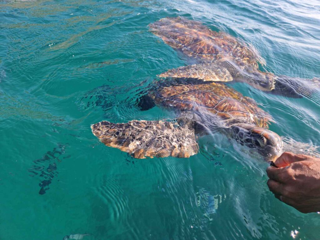 Duas Tartarugas Caretta a comer da mão de uma pessoa num mar turqueza
