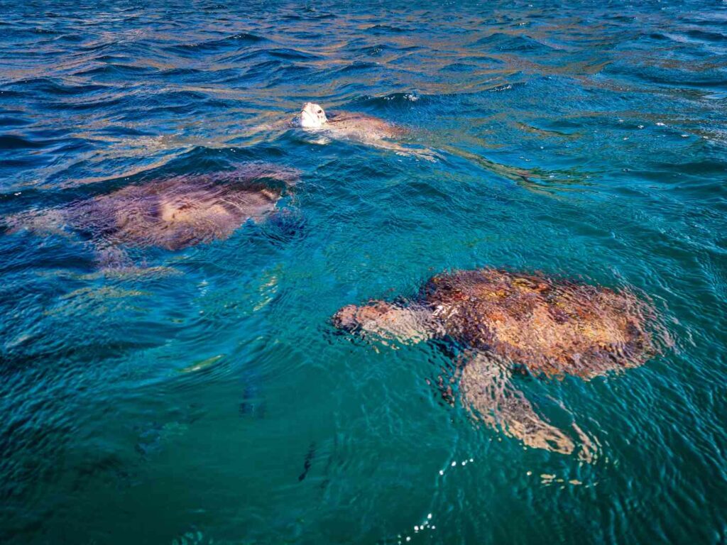 Tartarugas Caretta-Caretta a nadar no mar