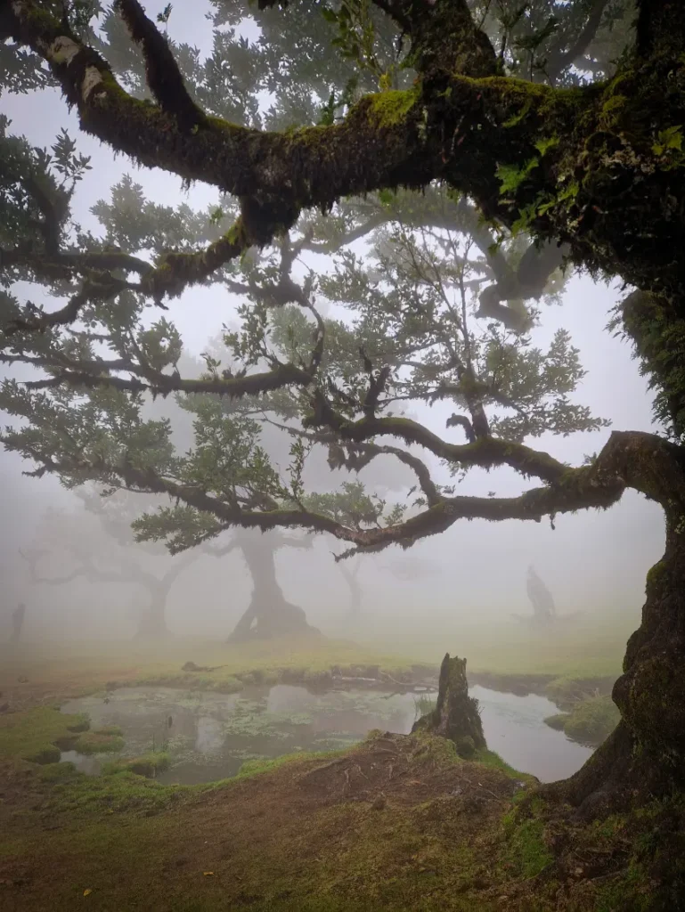 Árvores tis e pequena lagoa no Parque Florestal do Fanal