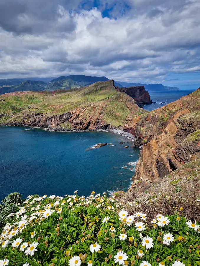 Flores brancas em paisagem da Ponta de São Lourenço, com o mar ao fundo, obrigatório num roteiro de 5 dias pela ilha da Madeira
