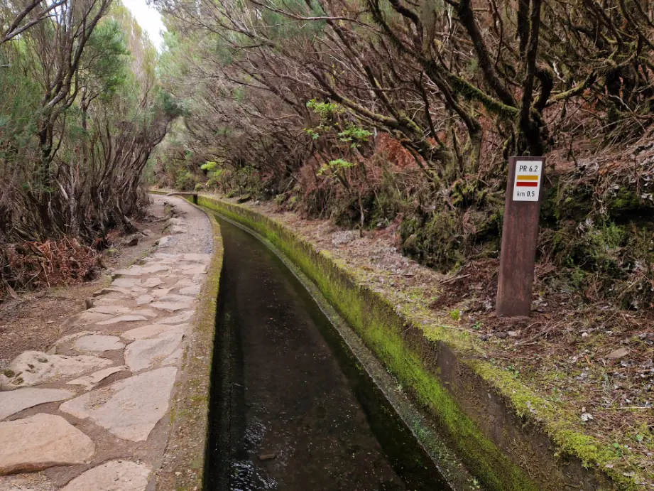 Parte do percurso da Levada do Alecrim circundada de vegetação